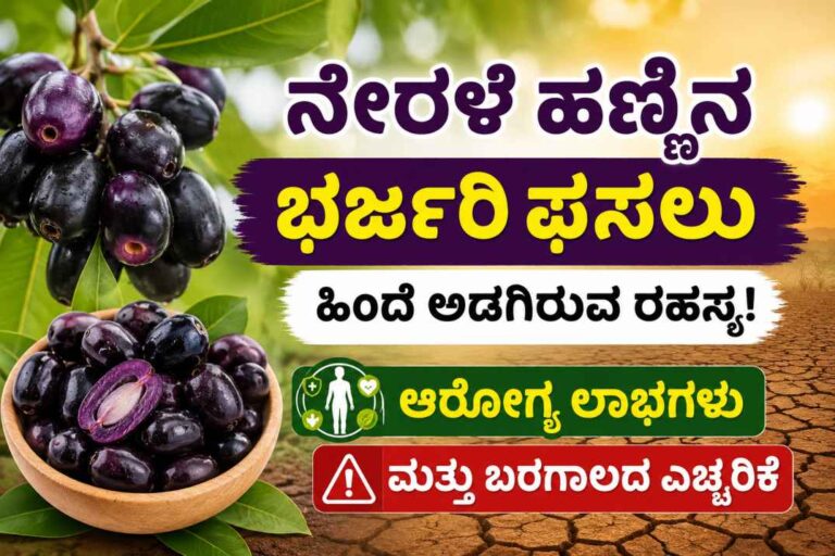 ನೇರಳೆ ಹಣ್ಣು ಈ ಬಾರಿ ಭರ್ಜರಿ ಫಸಲು